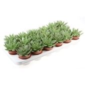 Эхеверия Миранда d8.5 см h10 см тип 1