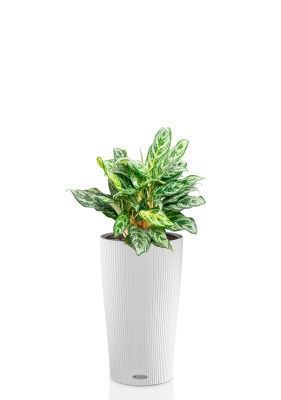 Аглаонема Сильвер Квин 19/50 см в CILINDRO 23, белый Аглаонема Сильвер Квин 19/50 см в CILINDRO 23, белый