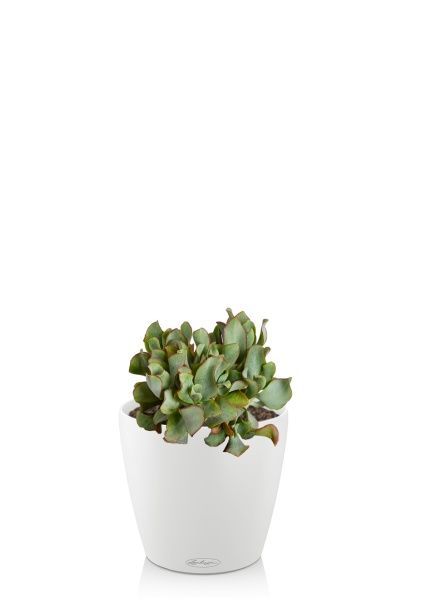 Крассула Ундулатифолия 12/20 см в CLASSICO COLOR 18
