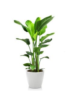 Стрелиция Николай в CLASSICO LS 28 Стрелиция Николай в CLASSICO LS 28