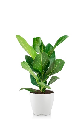 Фикус Бенгальский Одри 14/30 см в CLASSICO COLOR 18