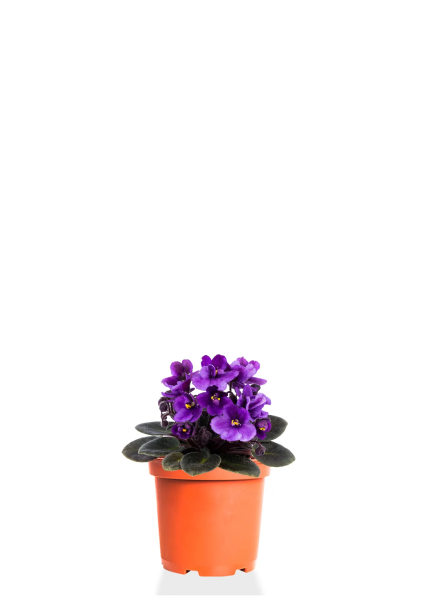 Фиалка микс 10/15 см