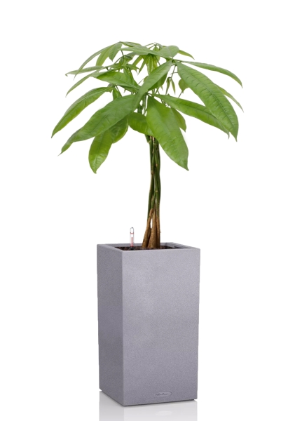 Пахира Акватика косичка 21/90 см в CANTO STONE HIGH 30 Пахира Акватика косичка 21/90 см в CANTO STONE HIGH 30