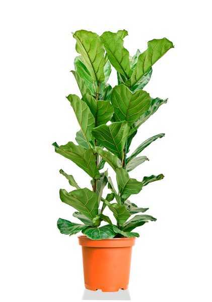 Фикус Лирата 2 ствола d24 см h120 см тип 2 Фикус Лирата 2 ствола d24 см h120 см тип 2