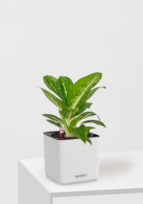 Аглаонема Еллоу Биколор 12/30 см в CUBE Color 14 Аглаонема Еллоу Биколор 12/30 см в CUBE Color 14