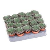 Эхеверия Scorpio d5.5 см h8 см Эхеверия Scorpio d5.5 см h8 см