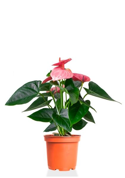 Антуриум розовый 12/40 см Антуриум розовый 12/40 см