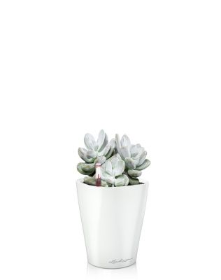 Пахифитум 9/15 см в MINI DELTINI 10, белый блестящий