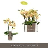 Фаленопсис 2 ствола Stella 10+ (opti) d7 см h25 см