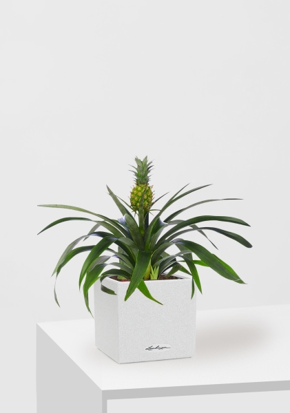 Ананас 12/40 см в CANTO STONE 14