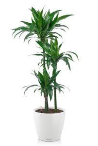 Драцена Джанет Крейг CLASSICO COLOR 28, белый