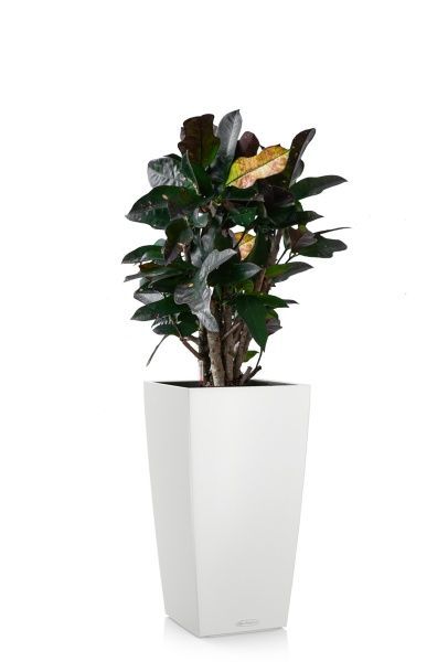 Кротон (Кодиеум) Вилма 17/70 см в CUBICO COLOR 22