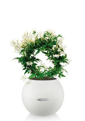 Жасмин PURO 20/35 см, белый