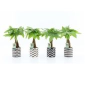 Пахира Акватика In Escher Ceramic d13 см h50 см Пахира Акватика In Escher Ceramic d13 см h50 см