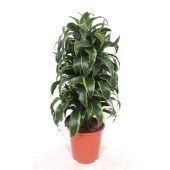 Драцена Дорадо бранч разветвленная d27 см h100 см