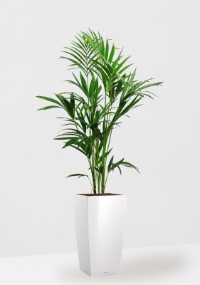 Ховея Кентия в CUBICO 30, белый блестящий