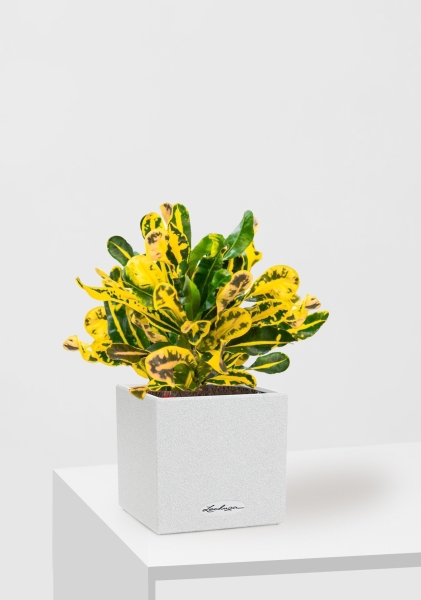  Кротон Еллоу 12/30 см в CANTO STONE 14