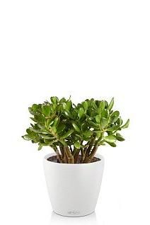 Крассула Овата CLASSICO 21/30 см, Белый