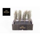 Тилландсия Funckiana Crazy Love d2 см h20 см