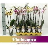 Фаленопсис 2 ствола Exclusieve Mix 18+ (phalaenova) d12 см h60 см Фаленопсис 2 ствола Exclusieve Mix 18+ (phalaenova) d12 см h60 см