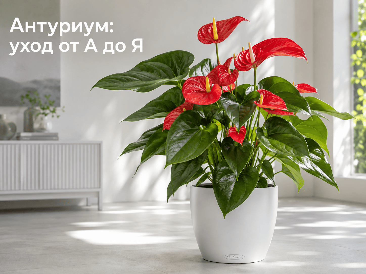Уход за антуриумом от А до Я: пошаговая инструкция, выбор грунта, размножение и каталог сортов Уход за антуриумом от А до Я: пошаговая инструкция, выбор грунта, размножение и каталог сортов