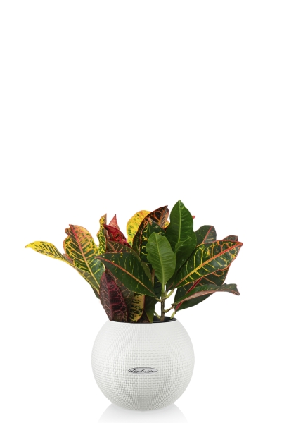 Кротон Петра 12/30 см в PURO 20 Кротон Петра 12/30 см в PURO 20