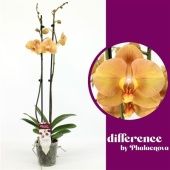 Фаленопсис 2 ствола Karina 14+ (phalaenova) d12 см h75 см