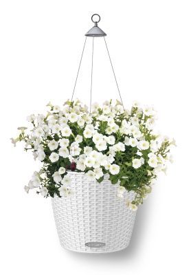 Петуния Белая в NIDO Cottage 27, белый Петуния Белая в NIDO Cottage 27, белый
