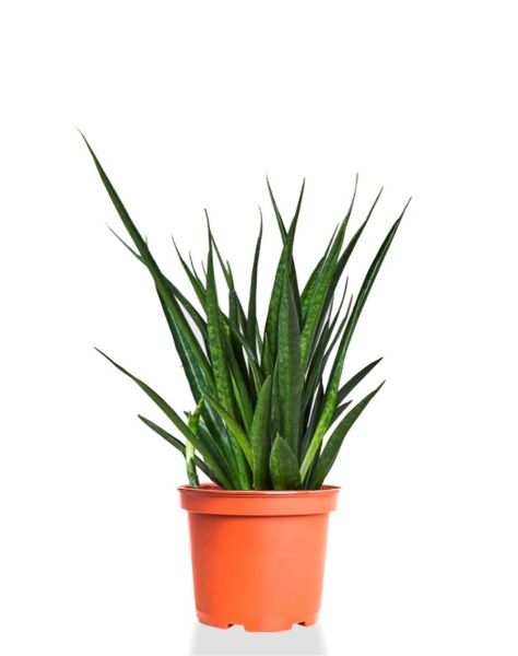 Сансевиерия Кирки 12/37 см