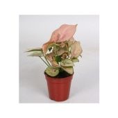 Сингониум Ред Хард d5 см h15 см