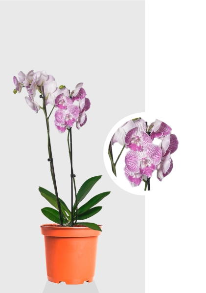 Орхидея Фаленопсис мини микс 6/25 см