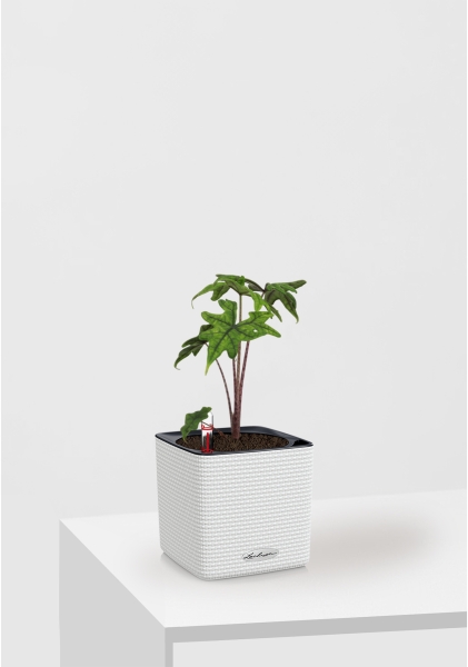 Алоказия Жаклин 12 см в CUBE Color 16 Алоказия Жаклин 12 см в CUBE Color 16