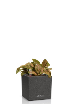 Фиттония микс 10/15 см в CANTO STONE 14