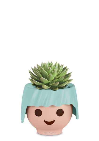 Эхеверия Цветной микс в OjO