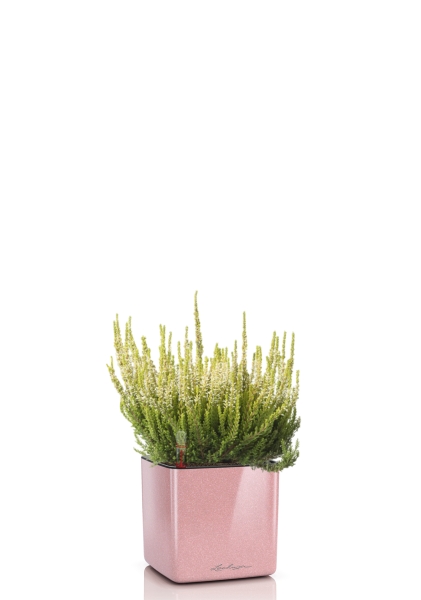 Вереск (Эрика) белый в CUBE GLOSSY KISS 14