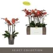 Фаленопсис 4 ствола Exclusivo Horizion Gold 40+ ( Opti ) d15 см h65 см Фаленопсис 4 ствола Exclusivo Horizion Gold 40+ ( Opti ) d15 см h65 см