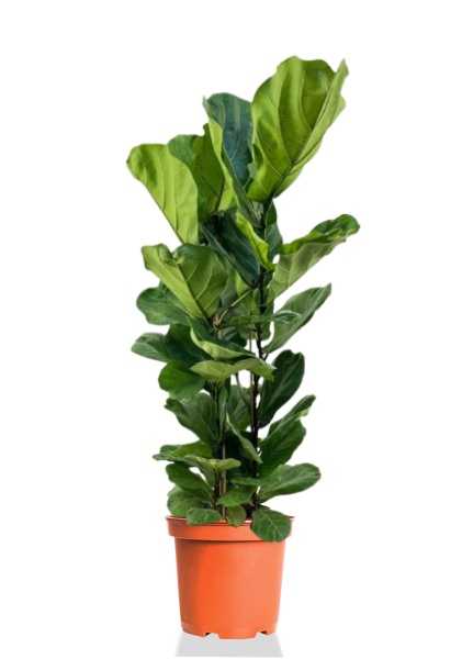 Фикус Лирата 2 ствола d27 см h110 см Фикус Лирата 2 ствола d27 см h110 см