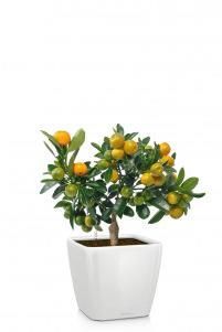 Цитрус QUADRO LS 21/45 см Белый блестящий Цитрус QUADRO LS 21/45 см Белый блестящий