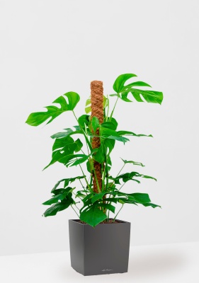 Монстера на опоре 27/130 см в CUBE 40, антрацитовый металлик Монстера на опоре 27/130 см в CUBE 40, антрацитовый металлик
