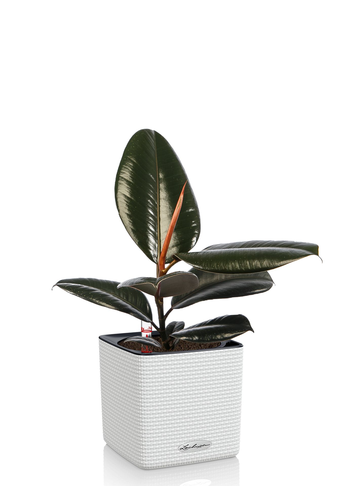 Фикус Эластика в CUBE COLOR 14 Фикус Эластика в CUBE COLOR 14