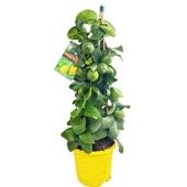 Цитрус Лимон пирамида d19 см h60 см