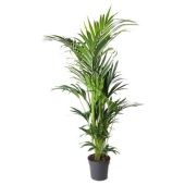 Ховея Форстериана d27 см h180 см