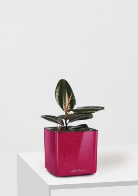 Фикус Эластика Абиджан 12/35 см в CUBE GLOSSY KISS 14