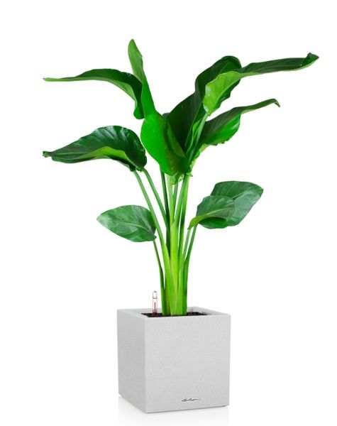 Стрелиция Николай 21/100 в CANTO Stone low 30