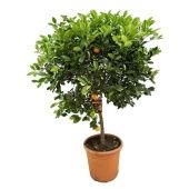 Цитрус Каламондин на стволе d35 см h160 см