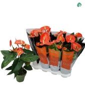 Антуриум Мадурал оранжевый d14 см h50 см Антуриум Мадурал оранжевый d14 см h50 см