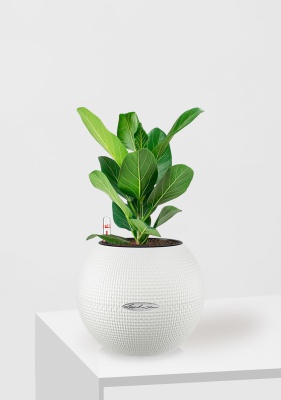 Фикус Бенгальский Одри в PURO 20, белый