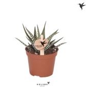 Хавортия Биг Бэнд d6 см h10 см