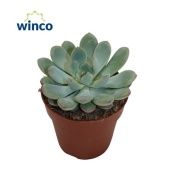 Эхеверия Morning Dew d8.5 см h10 см Эхеверия Morning Dew d8.5 см h10 см