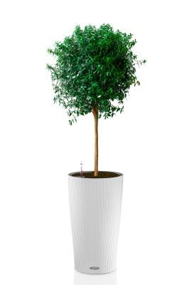 Мирт в CILINDRO 32, белый Мирт в CILINDRO 32, белый